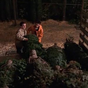 5x07 Christmas Trees