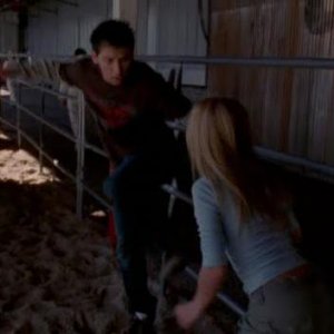 7x20 Cattle Court