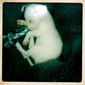 Frankie's puppy Xophe